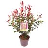 Photinia fraseri 'Carré Rouge' -